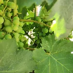 Дом отдыха Vacation Bobijevi Dvori